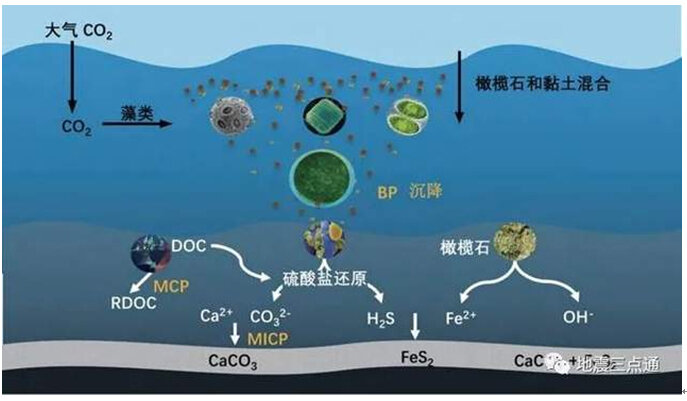 生物种类最丰富。且结构稳定植物以藻类为主的生态系统是（）(图1)