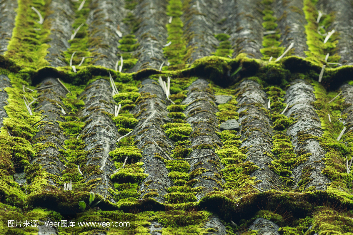 藻类可能会成为新的绿色能源(图1)