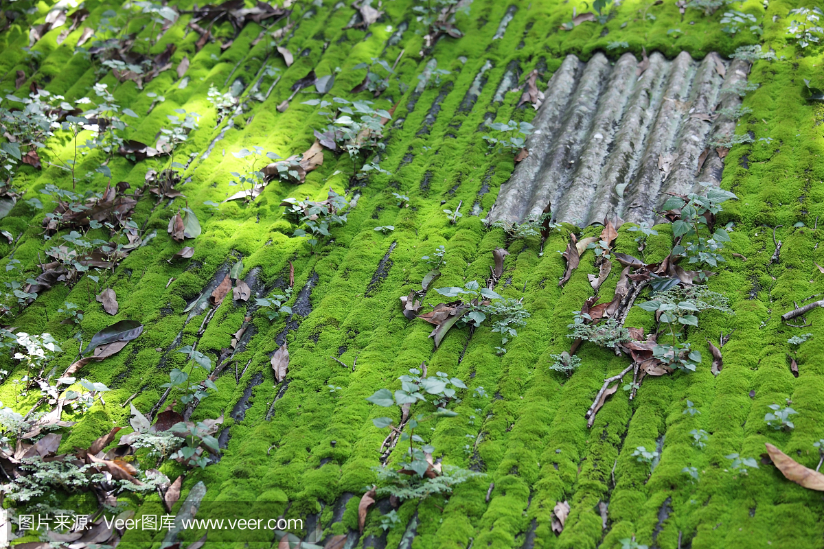 藻类在污水处理中的应用(图1)