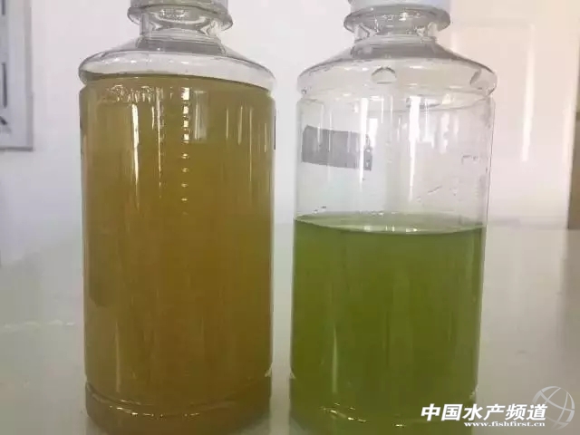 2017年掌握好这个以培养有益藻来控制有害藻的技术养殖将事半功倍(图2)