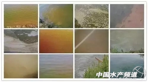 2017年掌握好这个以培养有益藻来控制有害藻的技术养殖将事半功倍(图6)