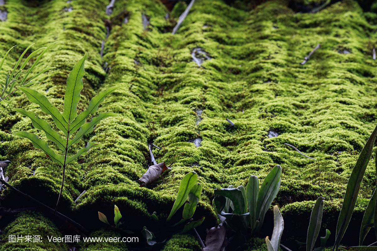 西媒：中国利用藻类改良沙漠土壤(图1)